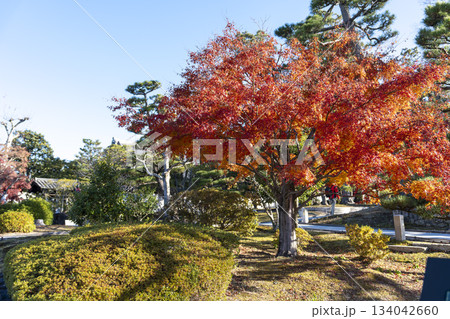 晩秋の総本山 智積院 参道の紅葉 京都府京都市 晩秋の総本山 智積院 参道の紅葉 京都府京都市 134042660