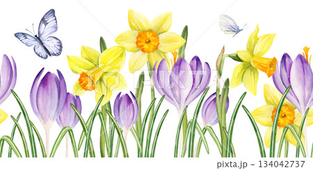 lilac crocuses, yellow daffodils, green leaves, flying butterfly, hand drawn watercolor spring bright flower, Easter illustration of primroses flower head, seamless pattern for party decoration lilac crocuses, yellow daffodils, green leaves, flying butterfly, hand drawn watercolor spring bright flower, Easter illustration of primroses flower head, seamless pattern for party decoration 134042737