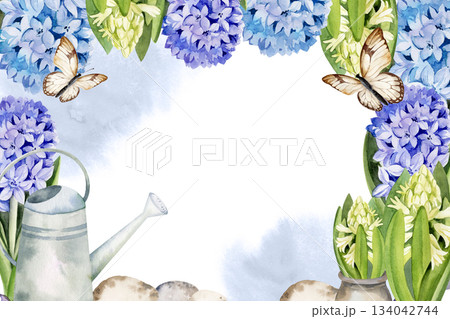 blue and white fresh hyacinths, garden watering can, flying butterflies, hand drawn watercolor frame of spring flowers, Easter illustration of primroses bouquet, horizontal template for decoration 134042744