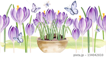 crocuses flowers in ceramic pot, flying butterflies, hand drawn watercolor blue, lilac flowers with green leaves grow in vase, seamless border, spring Easter illustration for party, kitchen decoration crocuses flowers in ceramic pot, flying butterflies, hand drawn watercolor blue, lilac flowers with green leaves grow in vase, seamless border, spring Easter illustration for party, kitchen decoration 134042810