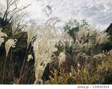 自然の中のススキの群生 134042934