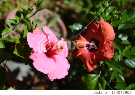 庭園で咲き競うハイビスカスの大輪(ピンク色とオレンジ色のハイビスカスの花),望遠ズーム・マクロ撮り 庭園で咲き競うハイビスカスの大輪(ピンク色とオレンジ色のハイビスカスの花),望遠ズーム・マクロ撮り 134042960