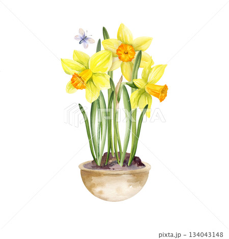 yellow flowers in ceramic pot, flying butterflies, hand drawn watercolor daffodils, narcissus grow in clay vase, spring Easter illustration of jonquils bouquet, green leaves for party decoration yellow flowers in ceramic pot, flying butterflies, hand drawn watercolor daffodils, narcissus grow in clay vase, spring Easter illustration of jonquils bouquet, green leaves for party decoration 134043148