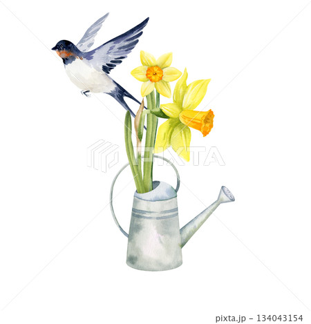 yellow flowers in garden watering can, flying swallow bird, hand drawn watercolor daffodils, narcissus, spring Easter illustration of jonquils bouquet, green leaves for party decoration, wedding 134043154