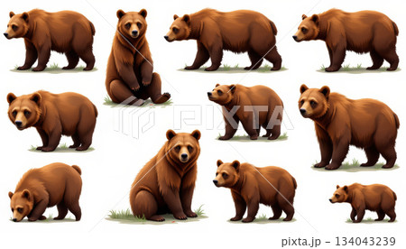 Brown bear wildlife animal forest mammal cartoon cute collection set isolated 134043239