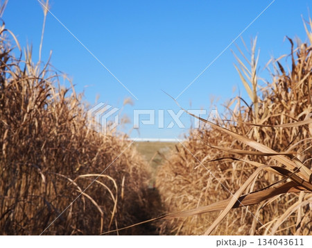 青空に浮かぶ雲 青い空 すすきの小道 コピースペース 空に吸い込まれそう 青空に浮かぶ雲 青い空 すすきの小道 コピースペース 空に吸い込まれそう 134043611