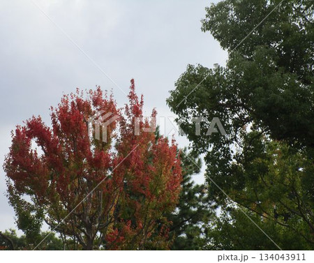 秋の紅葉・黄葉の風景 秋の紅葉・黄葉の風景 134043911