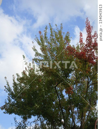 秋の紅葉・黄葉の風景 秋の紅葉・黄葉の風景 134043913