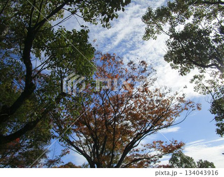 秋の紅葉・黄葉の風景 秋の紅葉・黄葉の風景 134043916