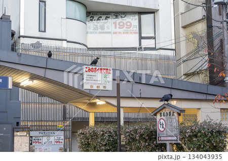 早朝の四条小橋交差点 カラス 京都府京都市 早朝の四条小橋交差点 カラス 京都府京都市 134043935