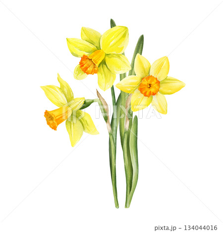 watercolor bouquet of yellow flowers and green leaves, hand drawn garden daffodils, narcissus, spring Easter illustration of jonquils bouquet, beautiful graceful snowdrop, party, kitchen decoration watercolor bouquet of yellow flowers and green leaves, hand drawn garden daffodils, narcissus, spring Easter illustration of jonquils bouquet, beautiful graceful snowdrop, party, kitchen decoration 134044016