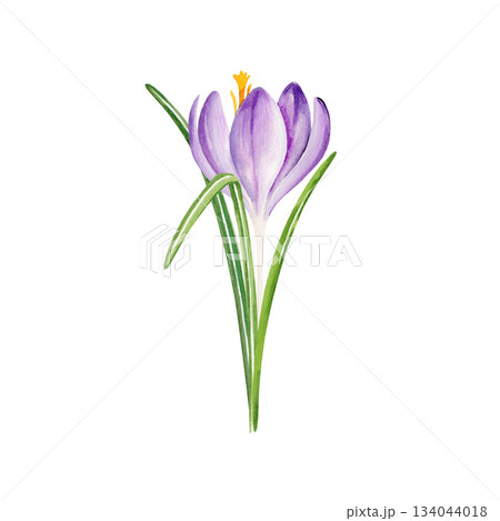 spring flowers, hand drawn watercolor blue and lilac crocuses, snowdrops, spring Easter illustration of purple bouquet, cold weather flowers, green leaves for mother's day party, kitchen decoration spring flowers, hand drawn watercolor blue and lilac crocuses, snowdrops, spring Easter illustration of purple bouquet, cold weather flowers, green leaves for mother's day party, kitchen decoration 134044018