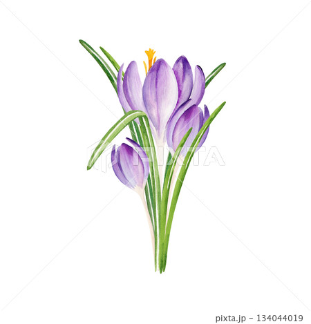 spring bouquet of crocuses, hand drawn watercolor blue and lilac flowers, snowdrops, spring Easter illustration of cold weather purple flowers, green leaves for mother's day party, kitchen decoration spring bouquet of crocuses, hand drawn watercolor blue and lilac flowers, snowdrops, spring Easter illustration of cold weather purple flowers, green leaves for mother's day party, kitchen decoration 134044019