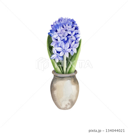 blue hyacinth in textured clay pot, hand drawn watercolor spring fresh flower with green leaves, Easter illustration of primroses flower head for party, kitchen decoration 134044021
