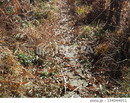 どこまでも続く すすきの小道 コピースペース 季節の移ろいを感じる どこまでも続く すすきの小道 コピースペース 季節の移ろいを感じる 134044051