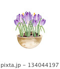 spring flowers in ceramic pot, hand drawn watercolor blue and lilac crocuses grow in clay vase, spring Easter illustration of purple bouquet, green leaves for party, kitchen decoration 134044197