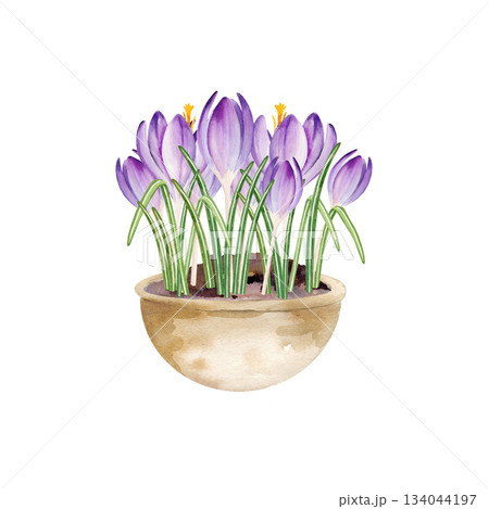 spring flowers in ceramic pot, hand drawn watercolor blue and lilac crocuses grow in clay vase, spring Easter illustration of purple bouquet, green leaves for party, kitchen decoration spring flowers in ceramic pot, hand drawn watercolor blue and lilac crocuses grow in clay vase, spring Easter illustration of purple bouquet, green leaves for party, kitchen decoration 134044197