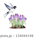 snowdrops flowers growing in the ground, flying swallow, hand drawn watercolor blue and lilac crocuses grow in nature, spring Easter illustration of purple bouquet, green leaves for party decoration 134044198