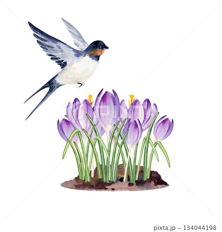 snowdrops flowers growing in the ground, flying swallow, hand drawn watercolor blue and lilac crocuses grow in nature, spring Easter illustration of purple bouquet, green leaves for party decoration snowdrops flowers growing in the ground, flying swallow, hand drawn watercolor blue and lilac crocuses grow in nature, spring Easter illustration of purple bouquet, green leaves for party decoration 134044198