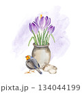 flowers in ceramic pot, cute redbreast bird, hand drawn watercolor blue and lilac crocuses grow in clay vase and robin, spring Easter illustration of purple bouquet, green leaves for party decoration 134044199