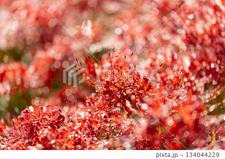 岐阜県海津市南濃町津屋 雨上がりの水滴をまとった曼殊沙華(彼岸花)が土手を真っ赤に染める津屋川堤防 岐阜県海津市南濃町津屋 雨上がりの水滴をまとった曼殊沙華(彼岸花)が土手を真っ赤に染める津屋川堤防 134044229