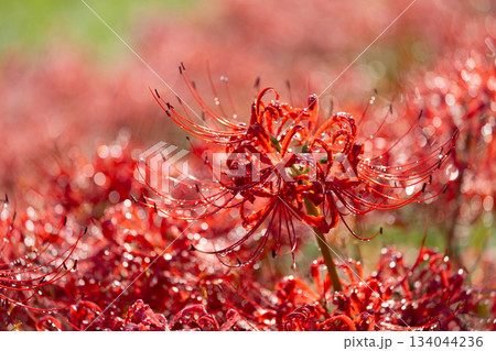 岐阜県海津市南濃町津屋　雨上がりの水滴をまとった曼殊沙華（彼岸花）が土手を真っ赤に染める津屋川堤防 134044236