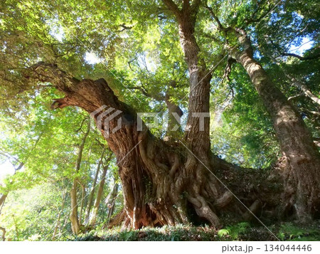 西明寺の椎の木 134044446