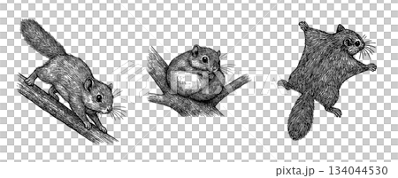 A set of pen drawings of Hokkaido flying squirrels (descending, resting, gliding), A set of pen drawings of Hokkaido flying squirrels (descending, resting, gliding), 134044530