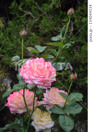 ピンク色からレモンイエローへとグラデーションに変色していく大輪のバラの花(望遠ズーム・マクロ撮り) ピンク色からレモンイエローへとグラデーションに変色していく大輪のバラの花(望遠ズーム・マクロ撮り) 134044534