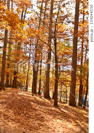 紅葉に染まるカラ松の林 134044550