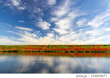 岐阜県海津市南濃町津屋　満開の曼殊沙華（彼岸花）が土手を真っ赤に染める津屋川堤防と水面の反射 134044671