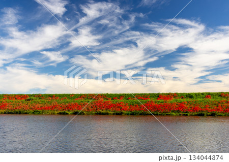 岐阜県海津市南濃町津屋　満開の曼殊沙華（彼岸花）が土手を真っ赤に染める津屋川堤防 134044874