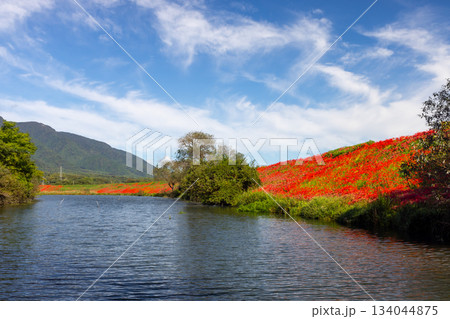 岐阜県海津市南濃町津屋　満開の曼殊沙華（彼岸花）が土手を真っ赤に染める津屋川堤防 134044875