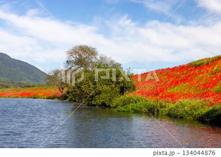 岐阜県海津市南濃町津屋 満開の曼殊沙華(彼岸花)が土手を真っ赤に染める津屋川堤防 岐阜県海津市南濃町津屋 満開の曼殊沙華(彼岸花)が土手を真っ赤に染める津屋川堤防 134044876