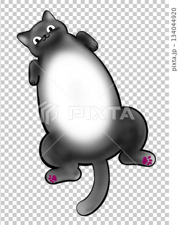 Big belly fat cat Big belly fat cat 134044920