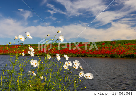 岐阜県海津市南濃町津屋　満開の曼殊沙華（彼岸花）が土手を真っ赤に染める津屋川堤防のコスモス 134045041