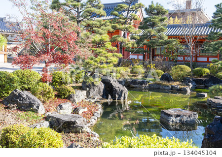 晩秋の蓮華王院 (三十三間堂) 庭園の紅葉 京都府京都市 晩秋の蓮華王院 (三十三間堂) 庭園の紅葉 京都府京都市 134045104