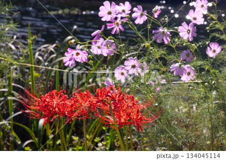 岐阜県海津市南濃町津屋　満開の曼殊沙華（彼岸花）が土手を真っ赤に染める津屋川堤防のコスモス 134045114