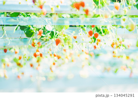 イチゴ狩りのイチゴ 134045291