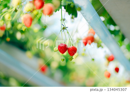 イチゴ狩りのイチゴ 134045307