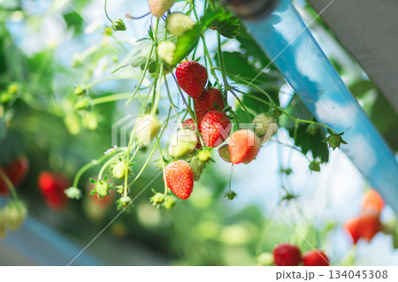 イチゴ狩りのイチゴ 134045308