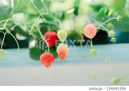 イチゴ狩りのイチゴ 134045309