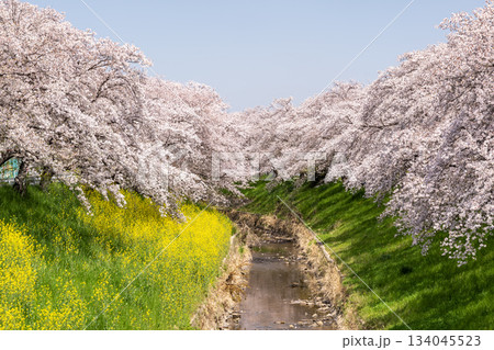 佐保川堤の桜と菜の花と青空と 134045523