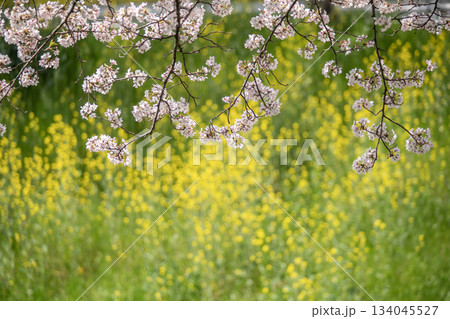 佐保川堤の桜と菜の花 134045527