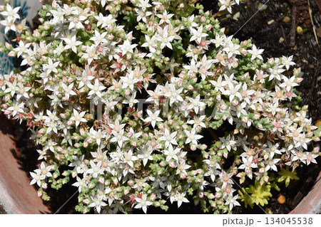 初夏の陽気に咲き始めたミニ盆栽の多肉植物(ミルキーウェイ品種)，クローズアップ・マクロ撮影 134045538