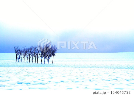 新潟県小千谷市池ヶ原雪原のハサ木の朝 134045752