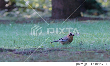 ミヤマカケス 134045794