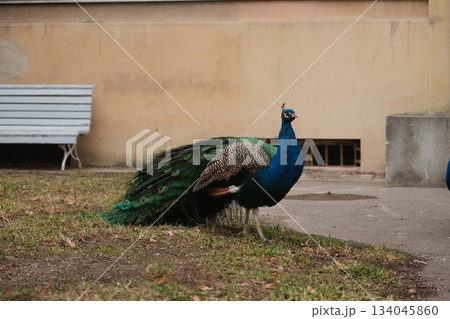 Majestic Peacock Displaying Vibrant Plumage Outdoors 134045860