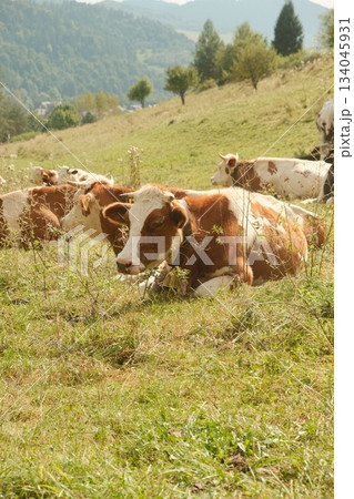 Cattle Grazing Peaceful Meadow Sunlight Farm Life 134045931