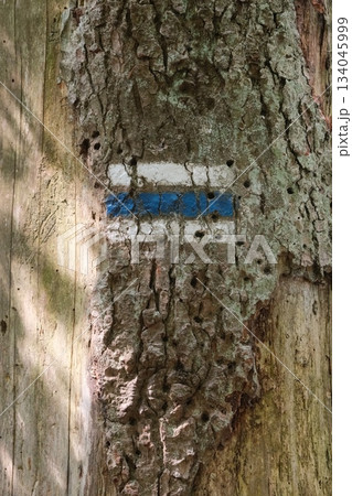 Old Bark Tree Trail Marker Blue Old Bark Tree Trail Marker Blue 134045999